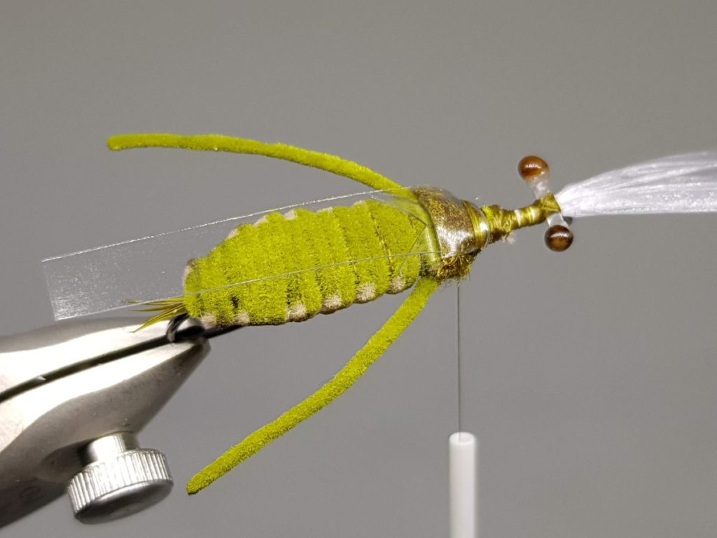 Dragonfly nymph