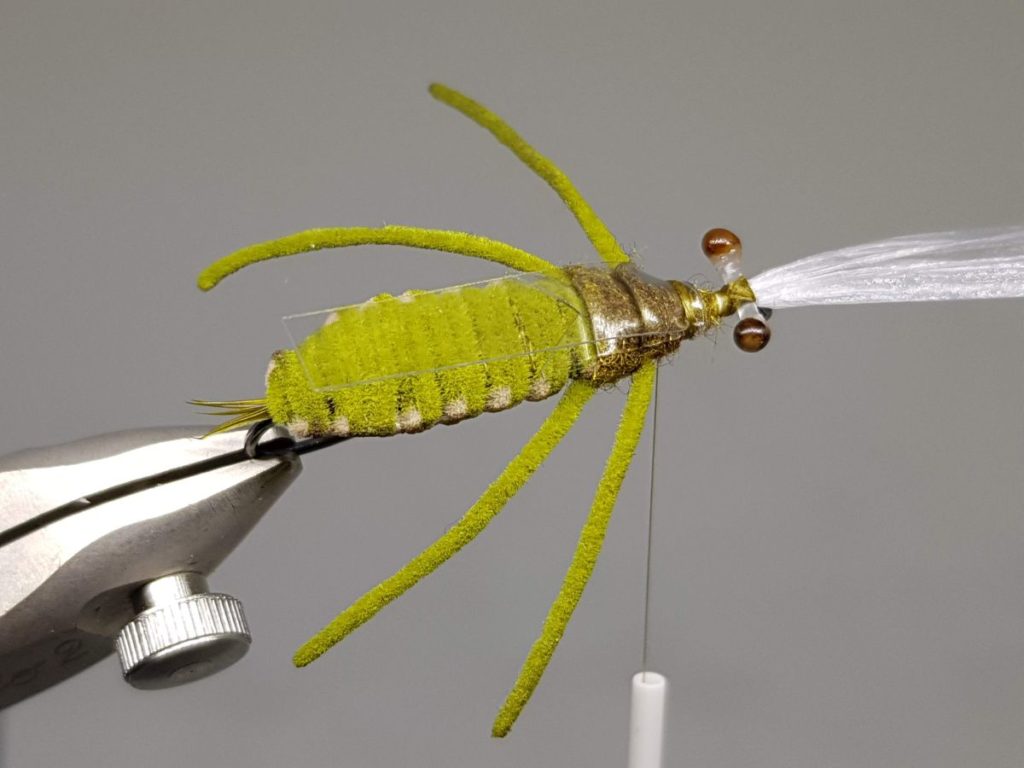 Dragonfly nymph