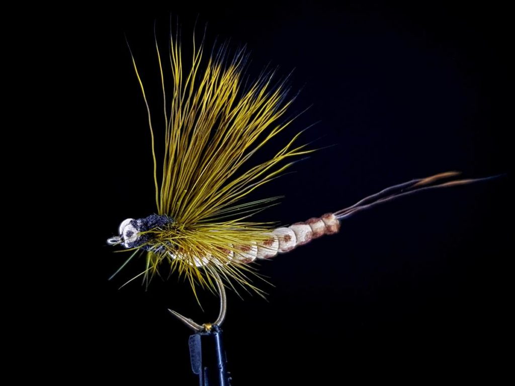 mohican mayfly