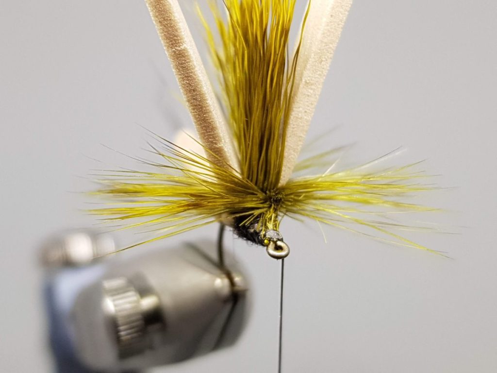 Mohican mayfly