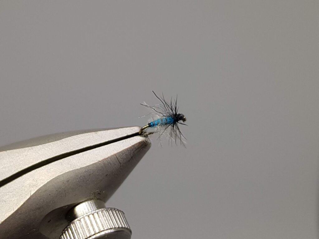 Woolly Aphid